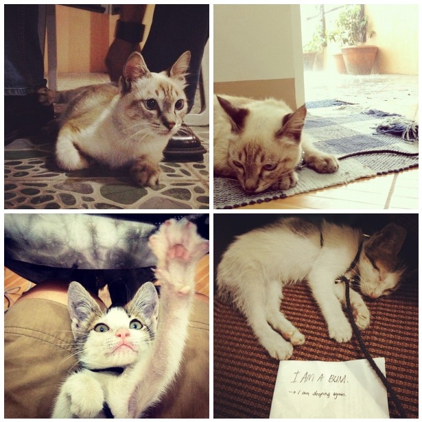 cats on cats on puke